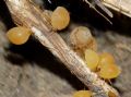 Forda cfr marginata